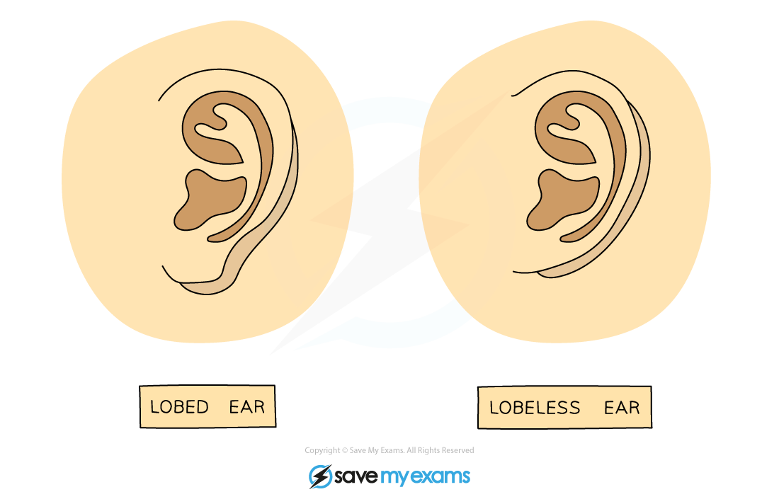 Variation in attached and detached earlobes