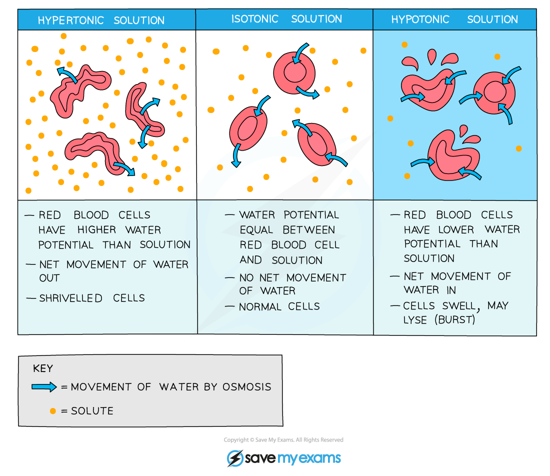 Effect of osmosis on animal cells