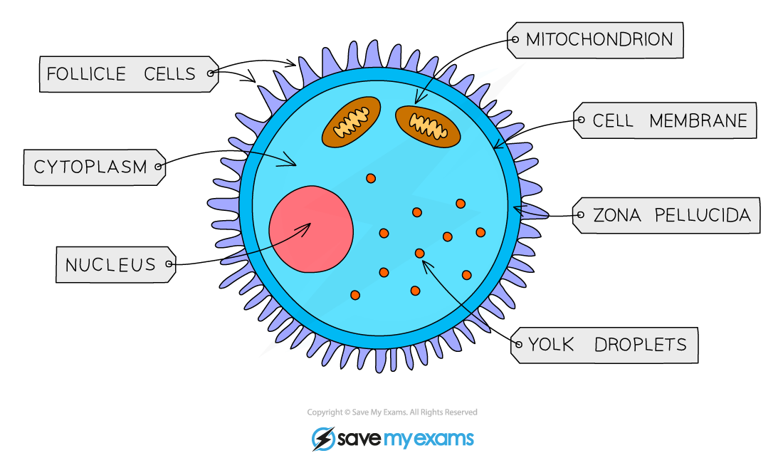 Egg Cell