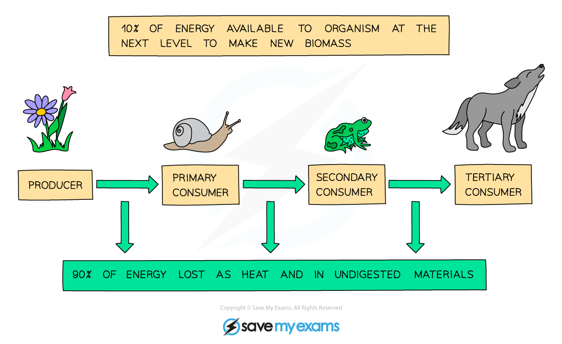 Energy losses
