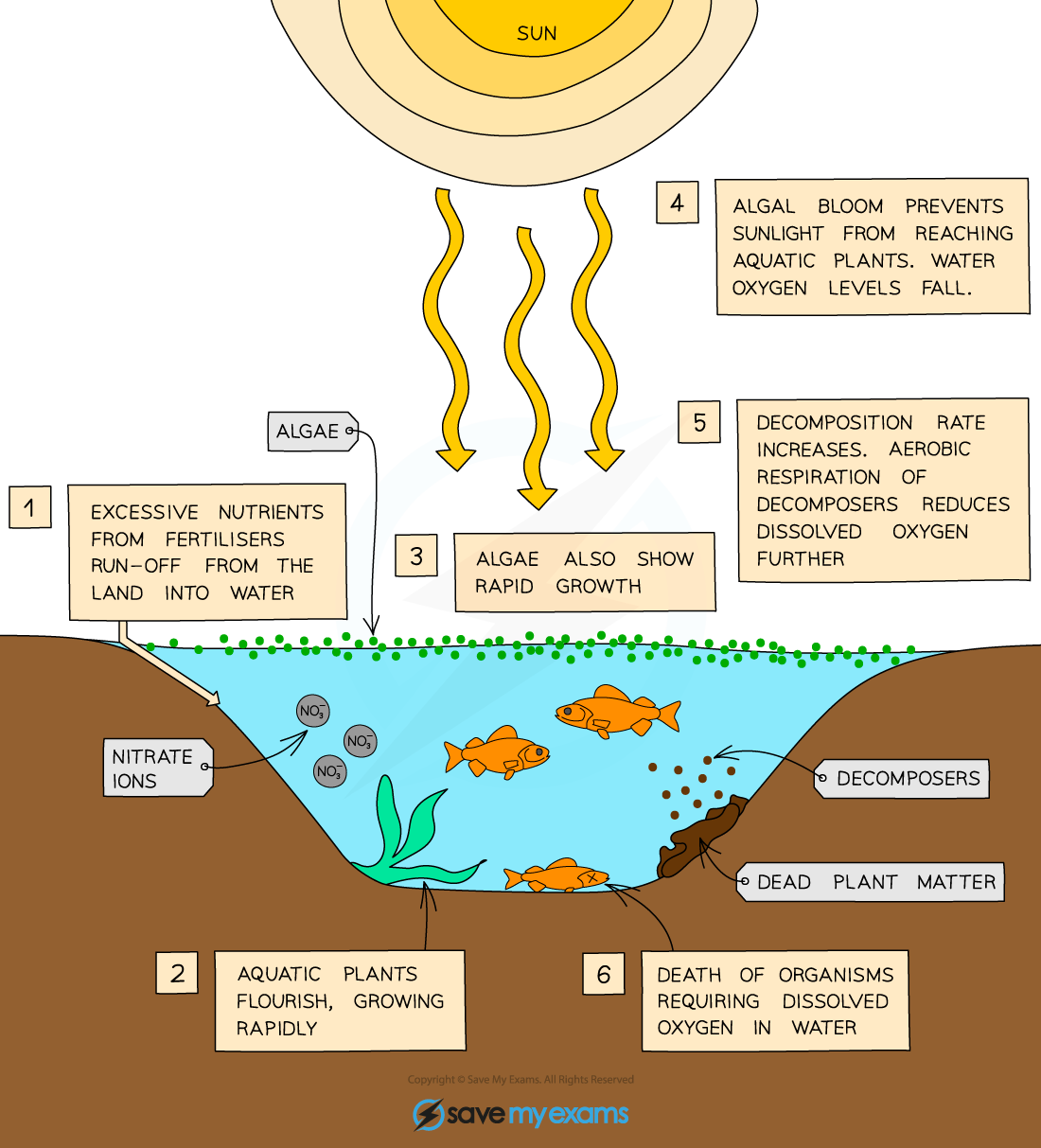 Eurtrophication