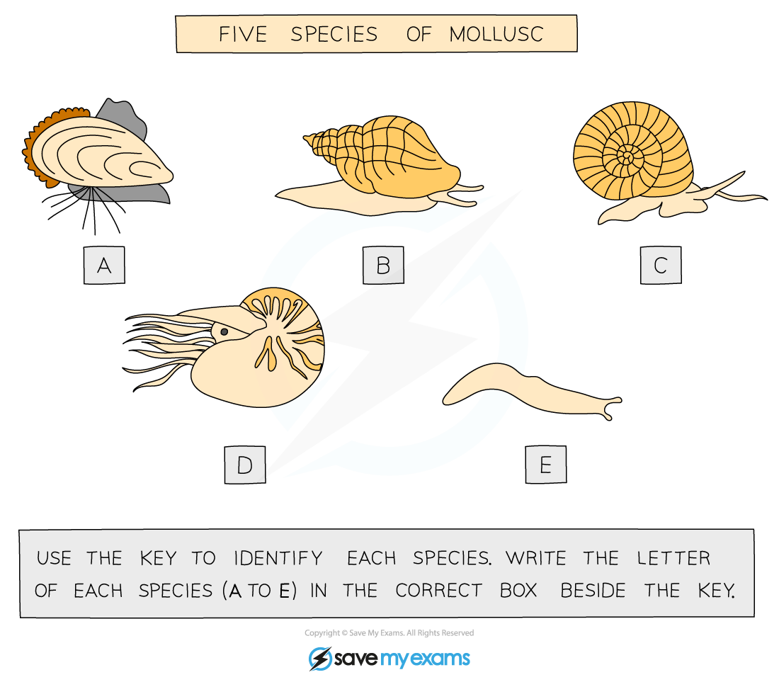 Example of Dichotomous Key #2 (Part 1)