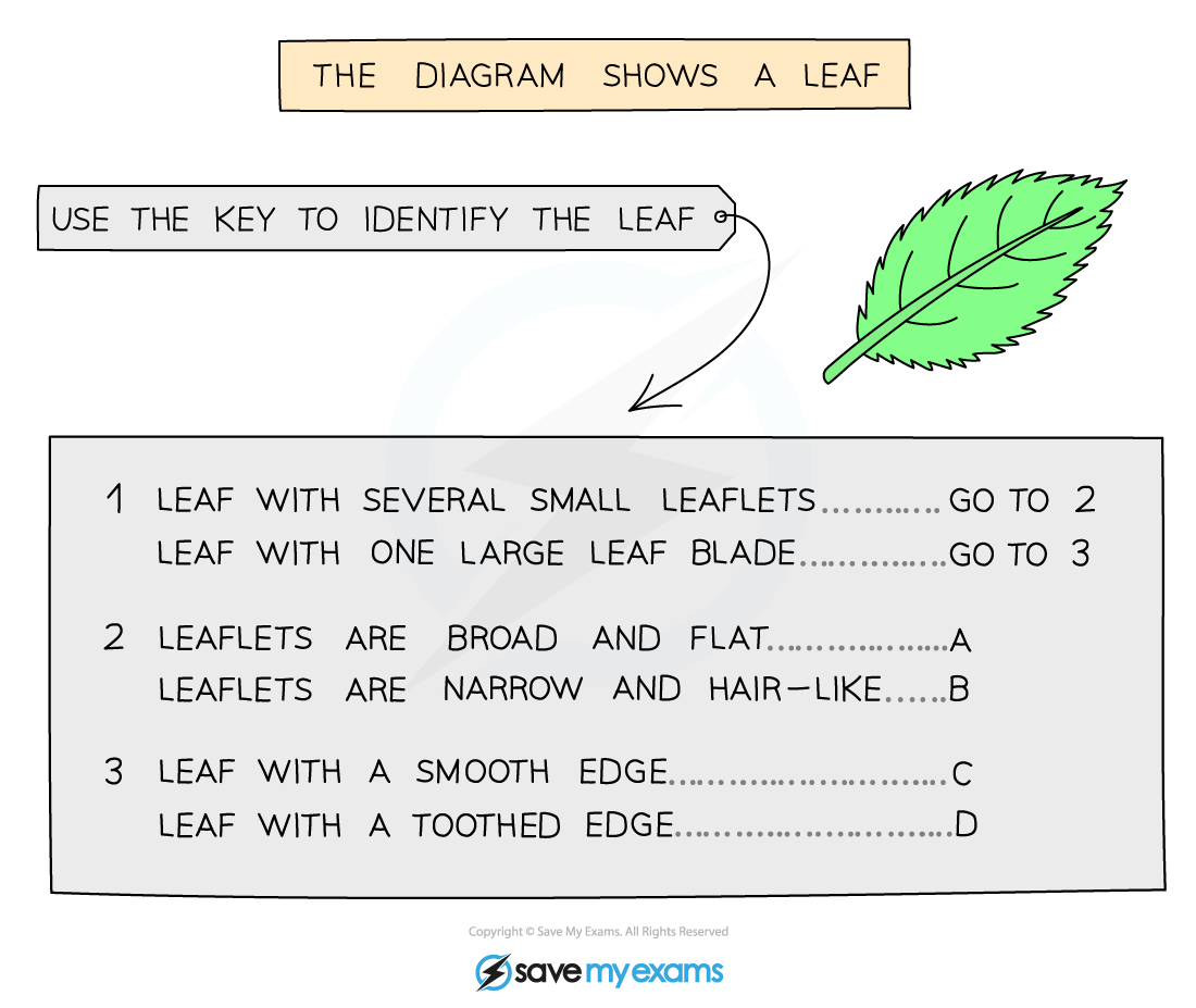 Example of a dichotomous key #1