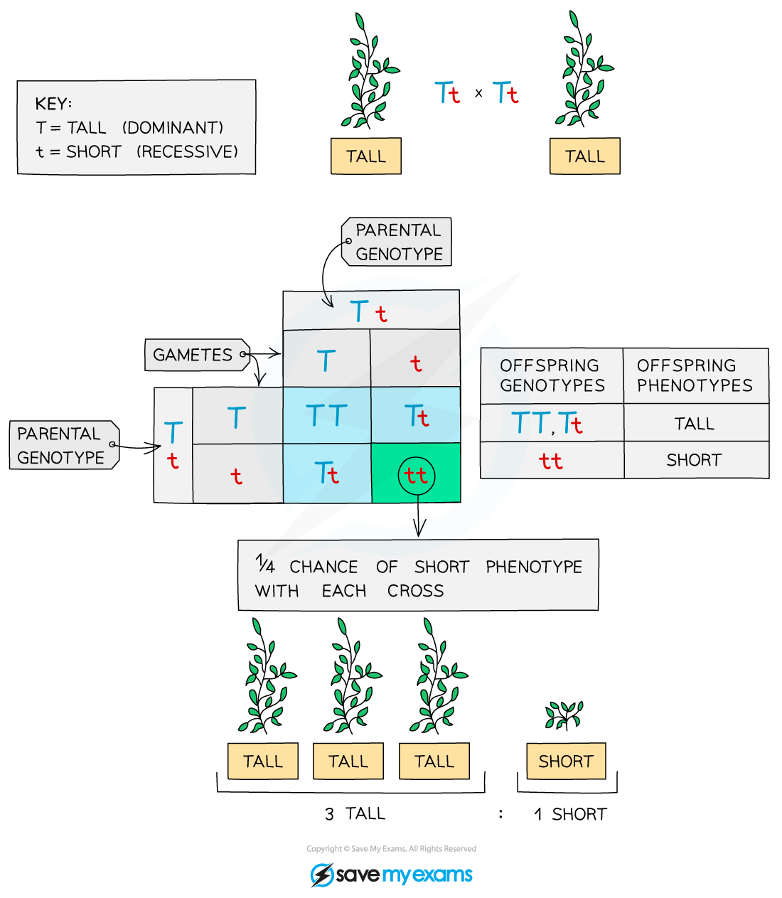 F2 genetic cross