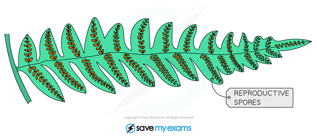 Ferns reproduce by spores found on the underside of their fronds