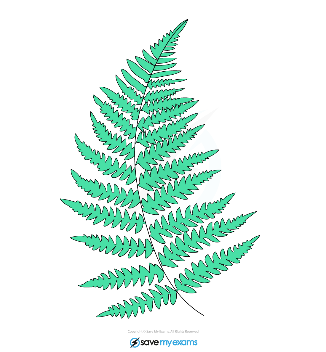 Ferns