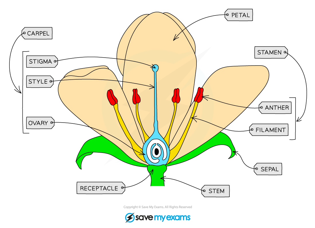 Flower-structure-diagram
