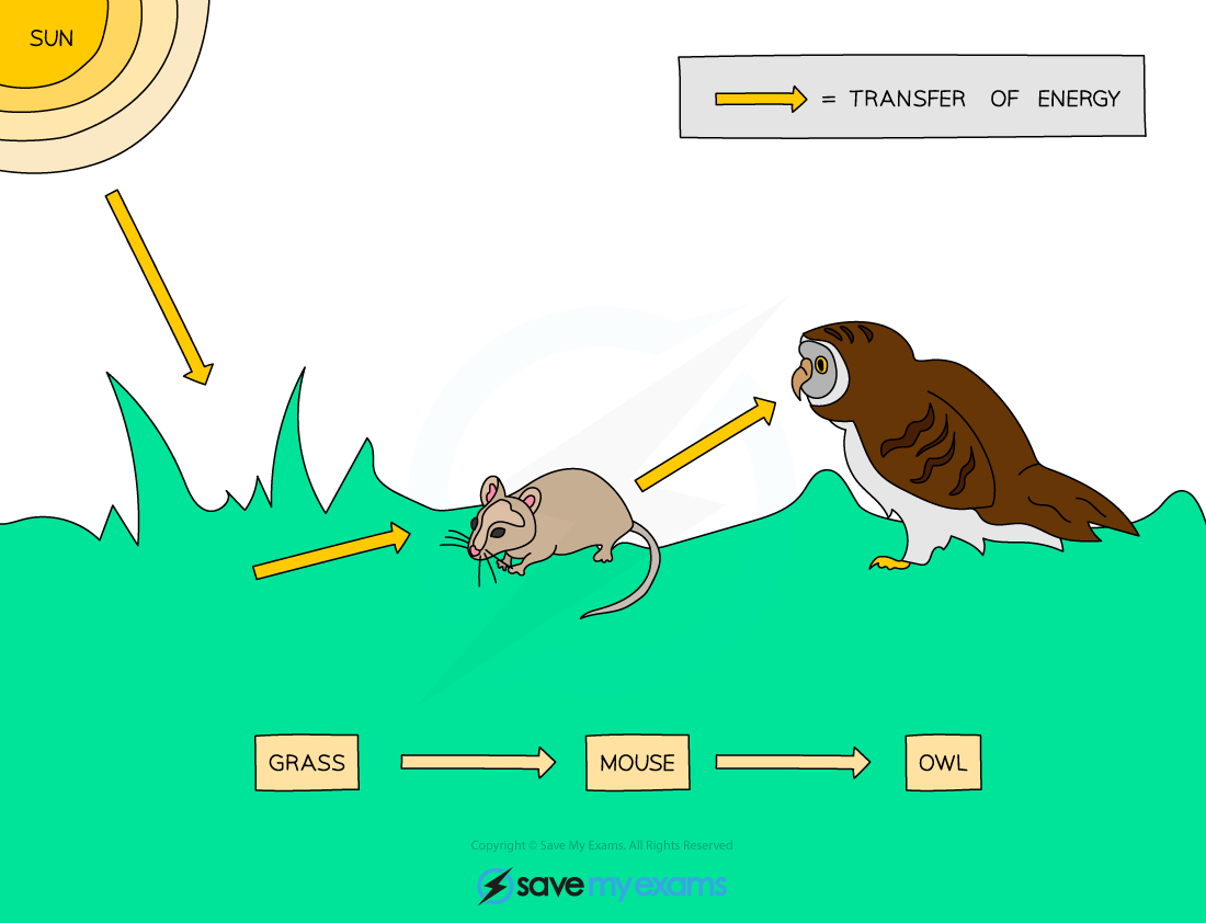 Food chain