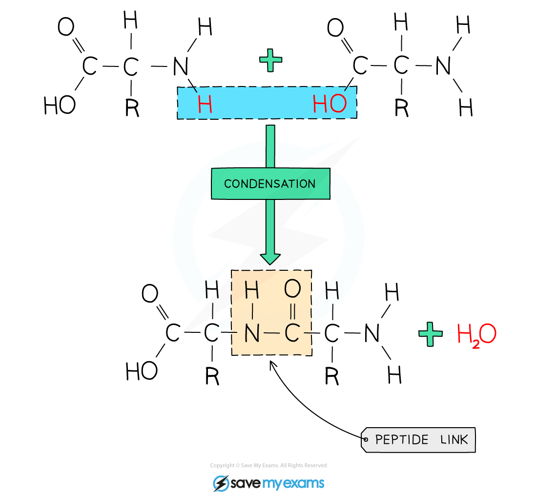 Forming-a-Protein, IGCSE & GCSE Chemistry revision notes