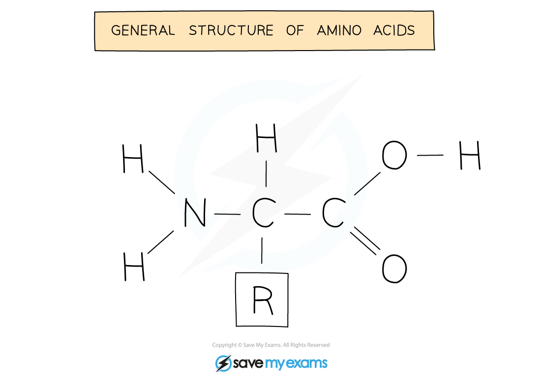 General amino acid structure