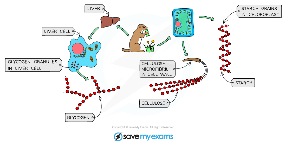 Glycogen, cellulose and starch are all made from glucose molecules