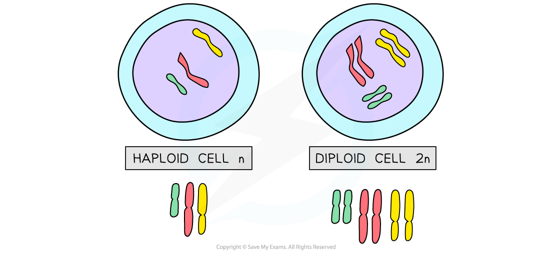 Haploid _ Diploid cells