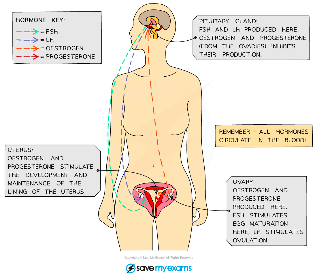 Hormones in the menstrual cycle