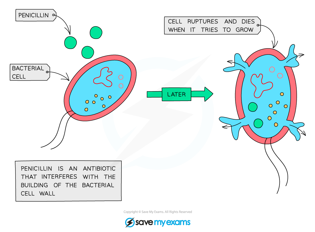 How antibiotics work