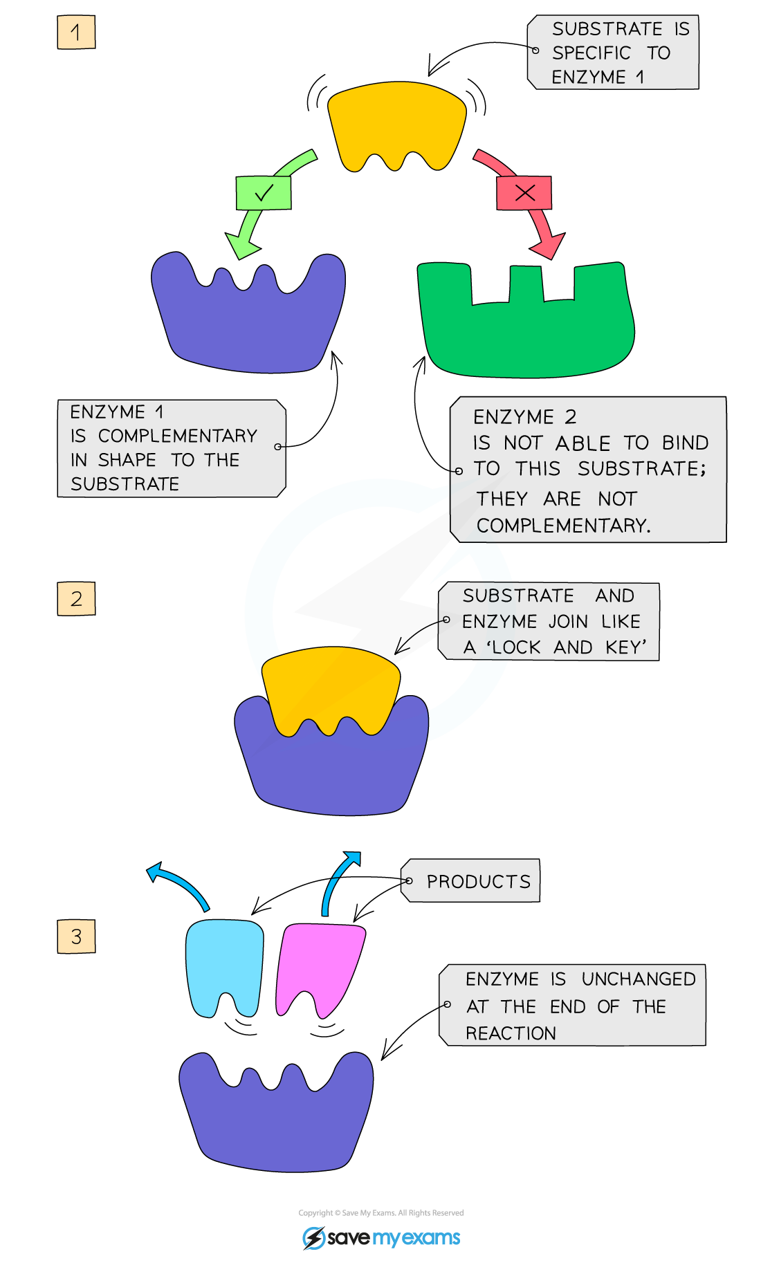 Enzyme specificity due to the lock and key model