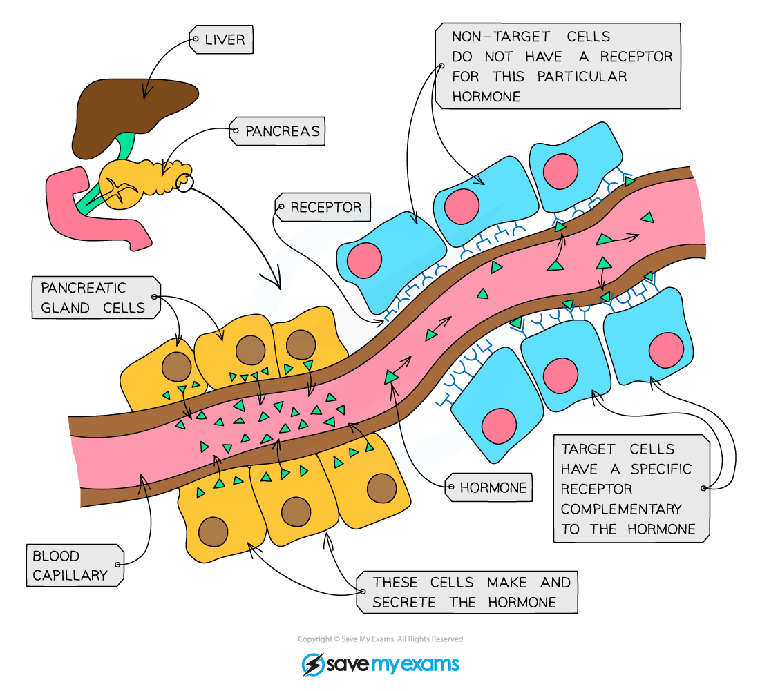 How hormones work example