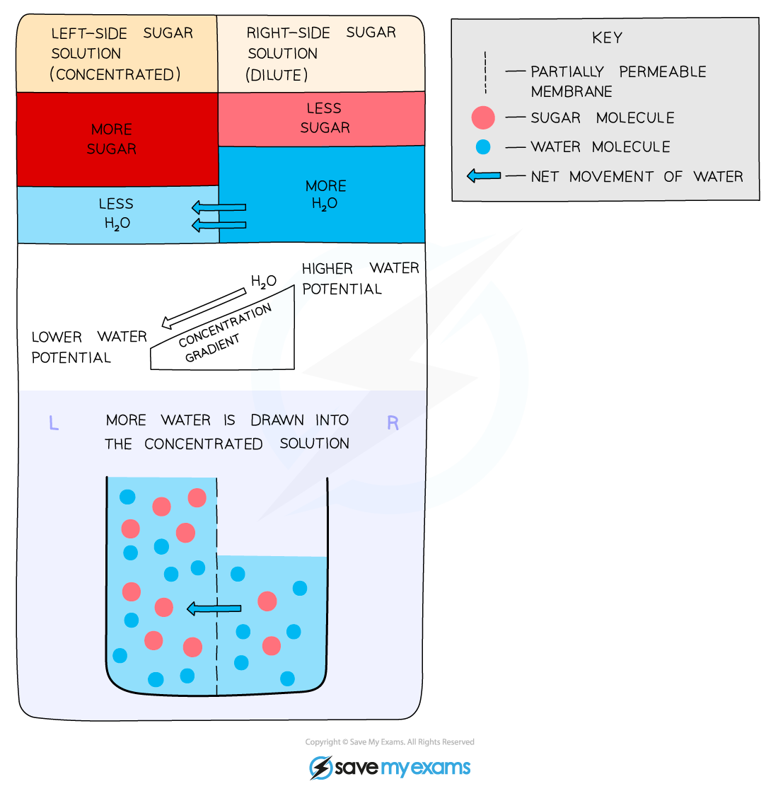 How-osmosis-works