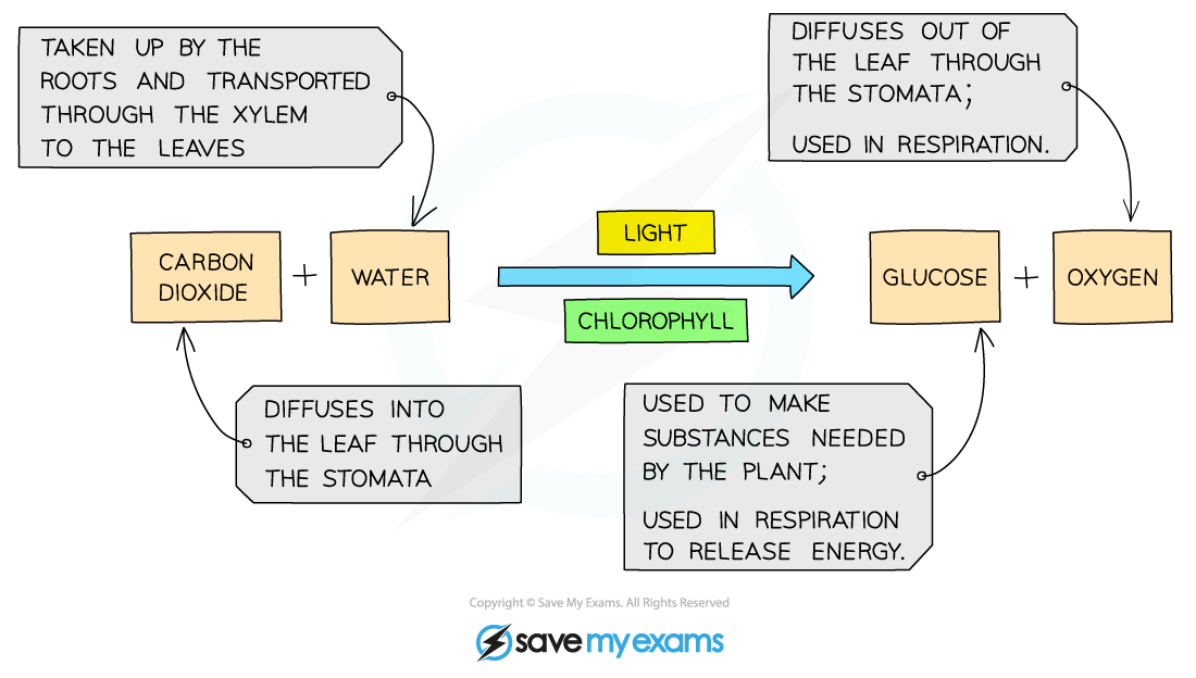 Photosynthesis with additional labels to show the source of raw materials and the fate of products