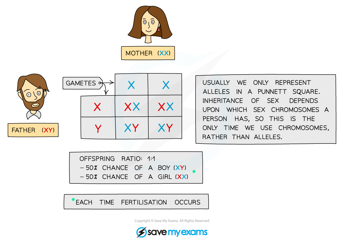 Inheritance of sex Punnett square