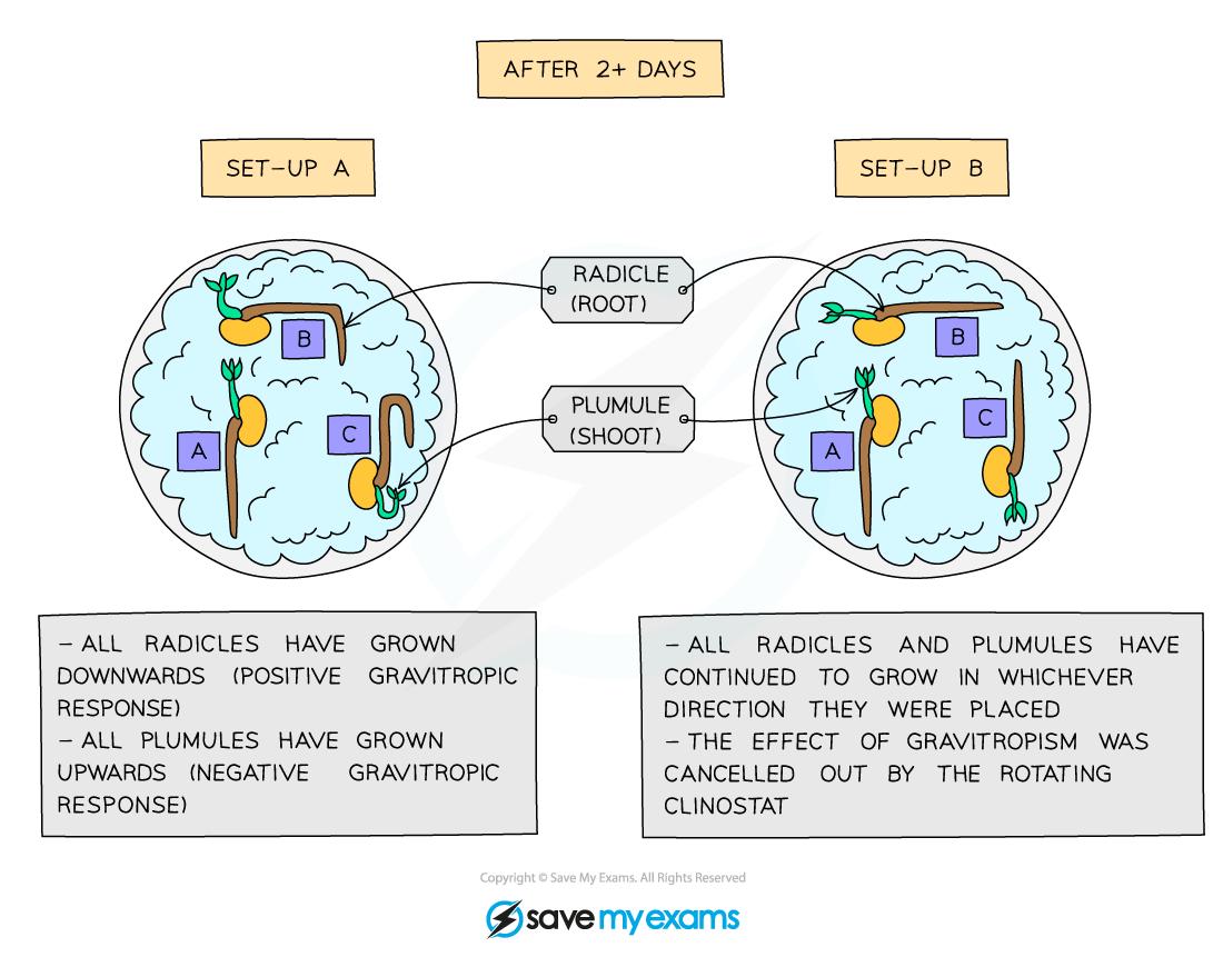 Investigating the gravitropic response (results)