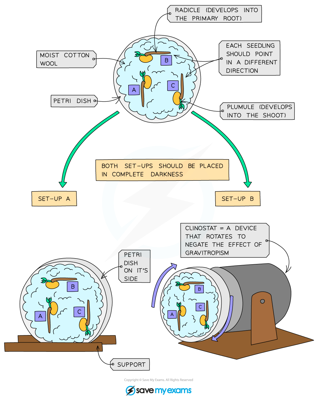 Investigating the gravitropic response (set-up)