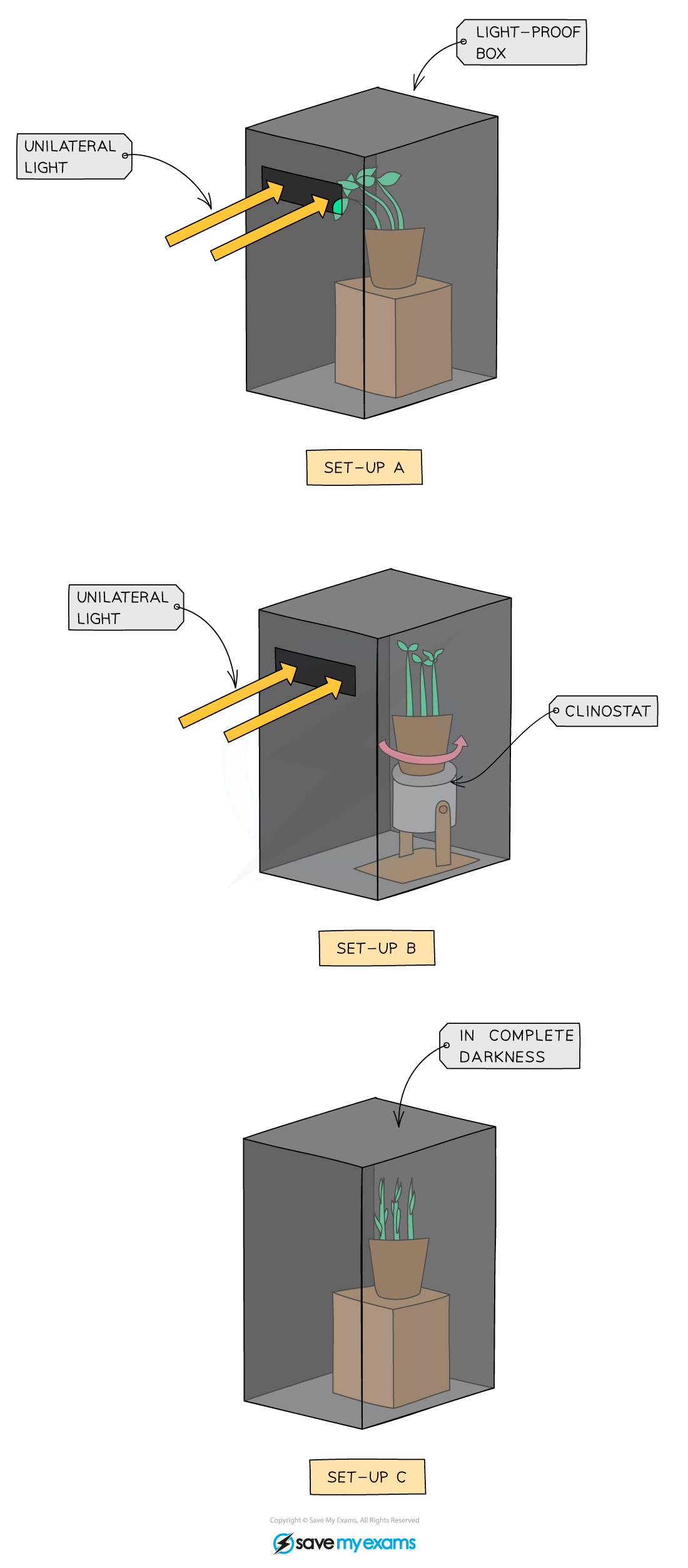Investigating the phototropic response