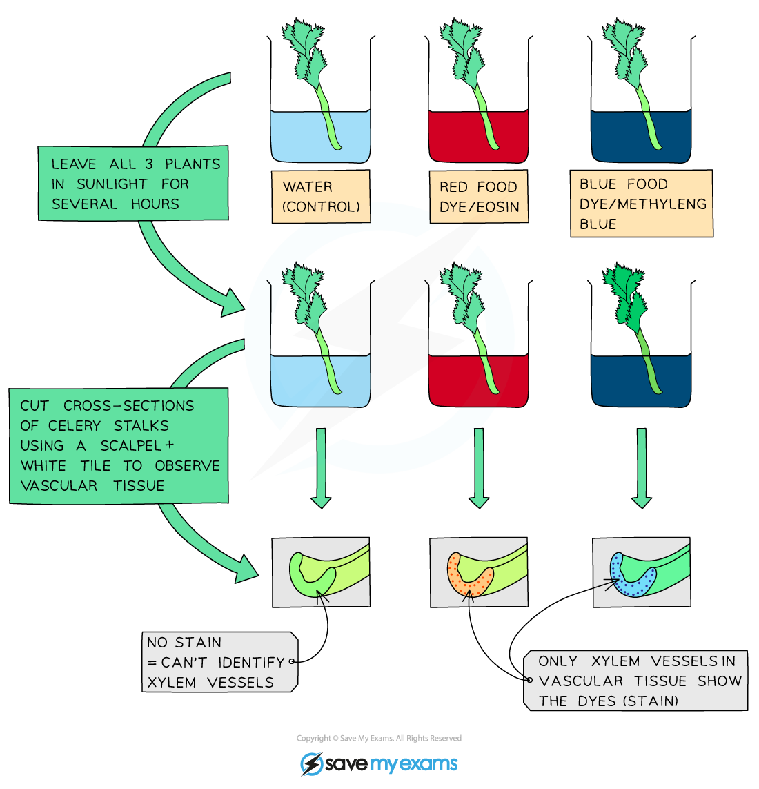Investigating water movement in plants using a stain