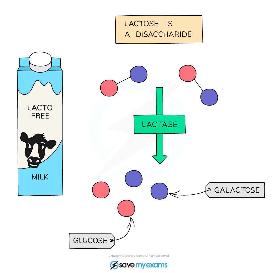 Lacto-free-milk, IGCSE & GCSE Biology revision notes