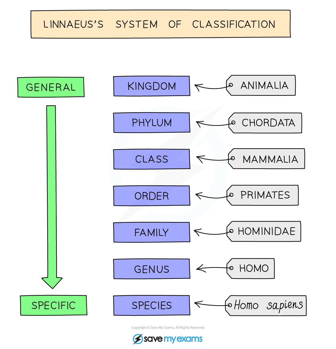 Linnaeus's System of Classification