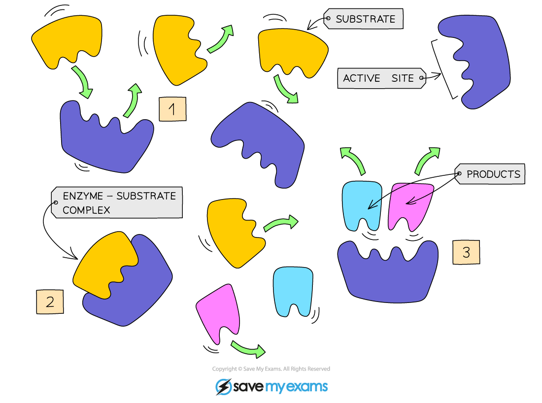 Lock and key model of enzyme activity