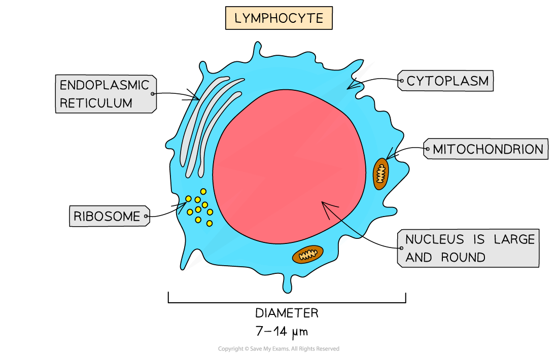 Lymphocyte