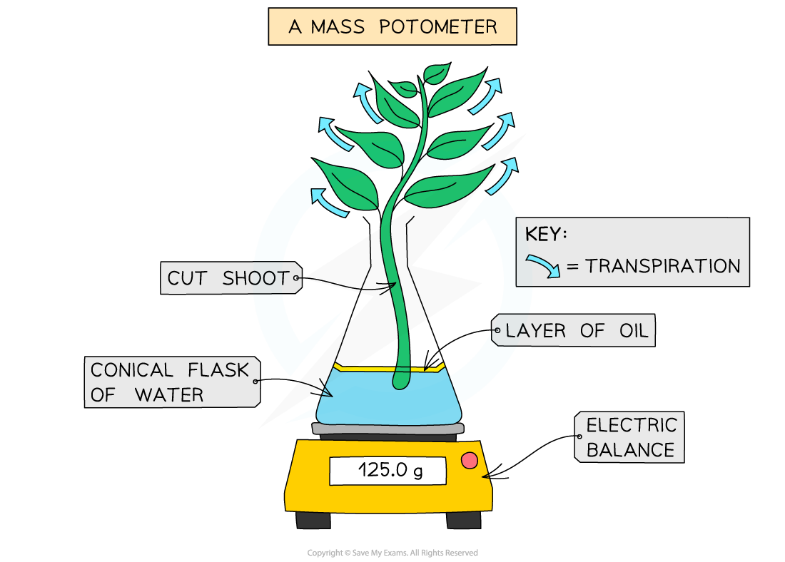 Mass potometer