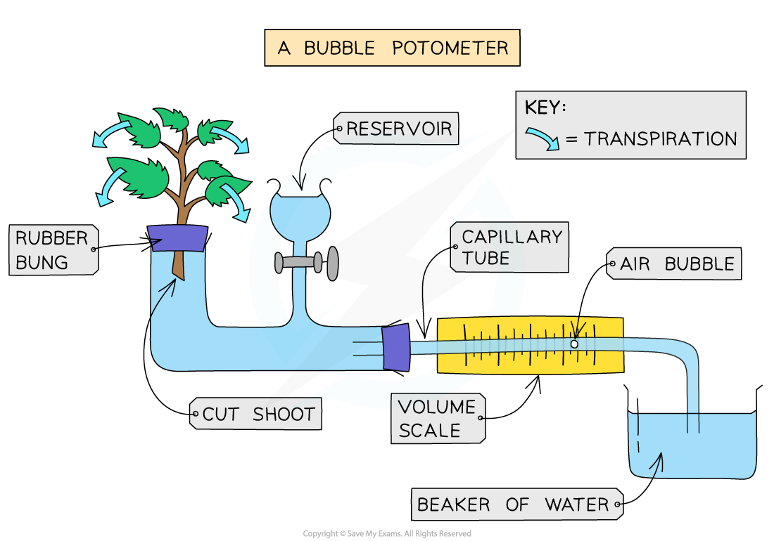 Bubble potometer