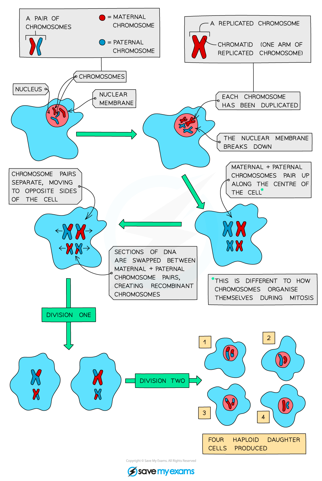 Meiosis, IGCSE & GCSE Biology revision notes