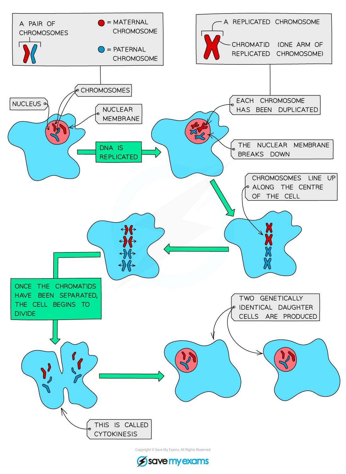Mitosis, IGCSE & GCSE Biology revision notes