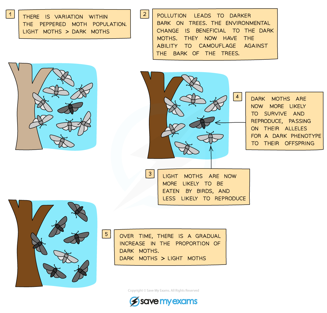 Natural selection in moths
