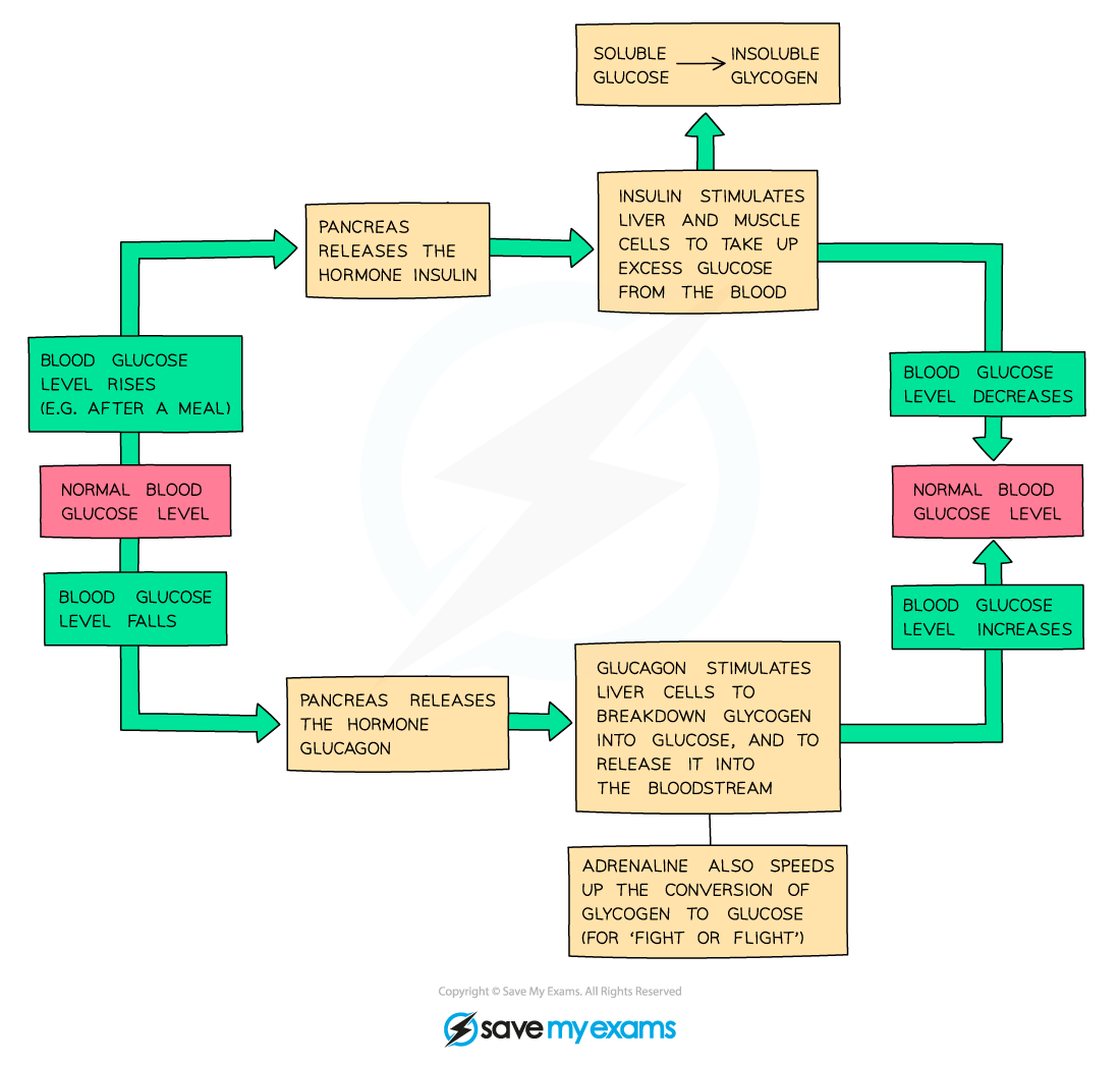Blood glucose regulation by insulin and glucagon