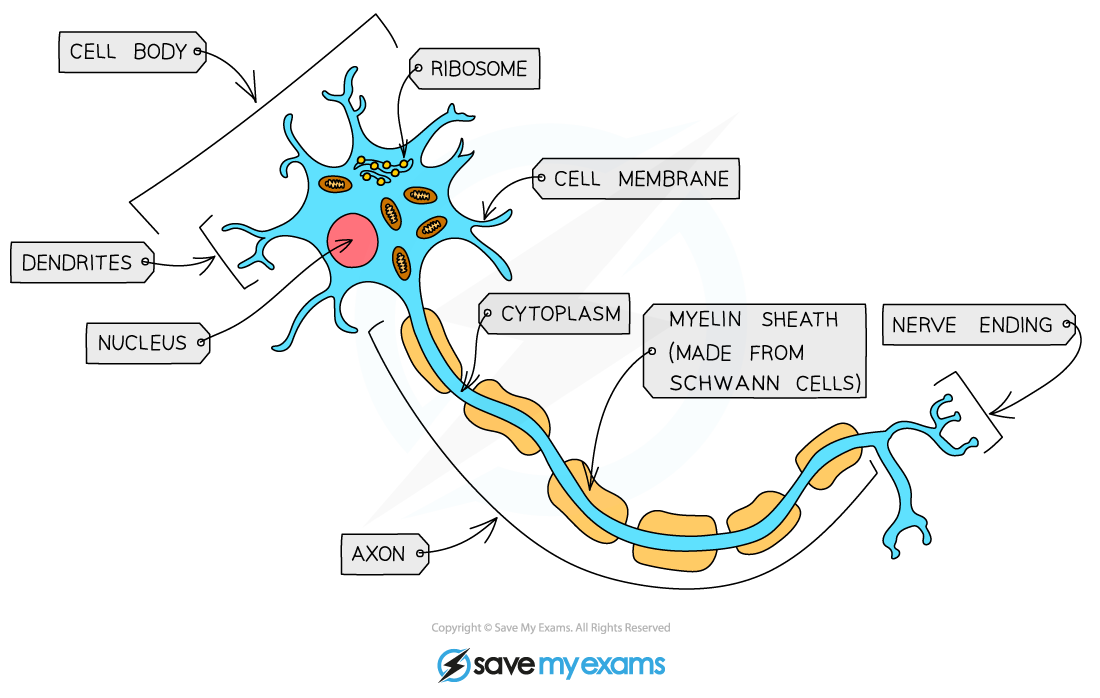 Nerve Cell