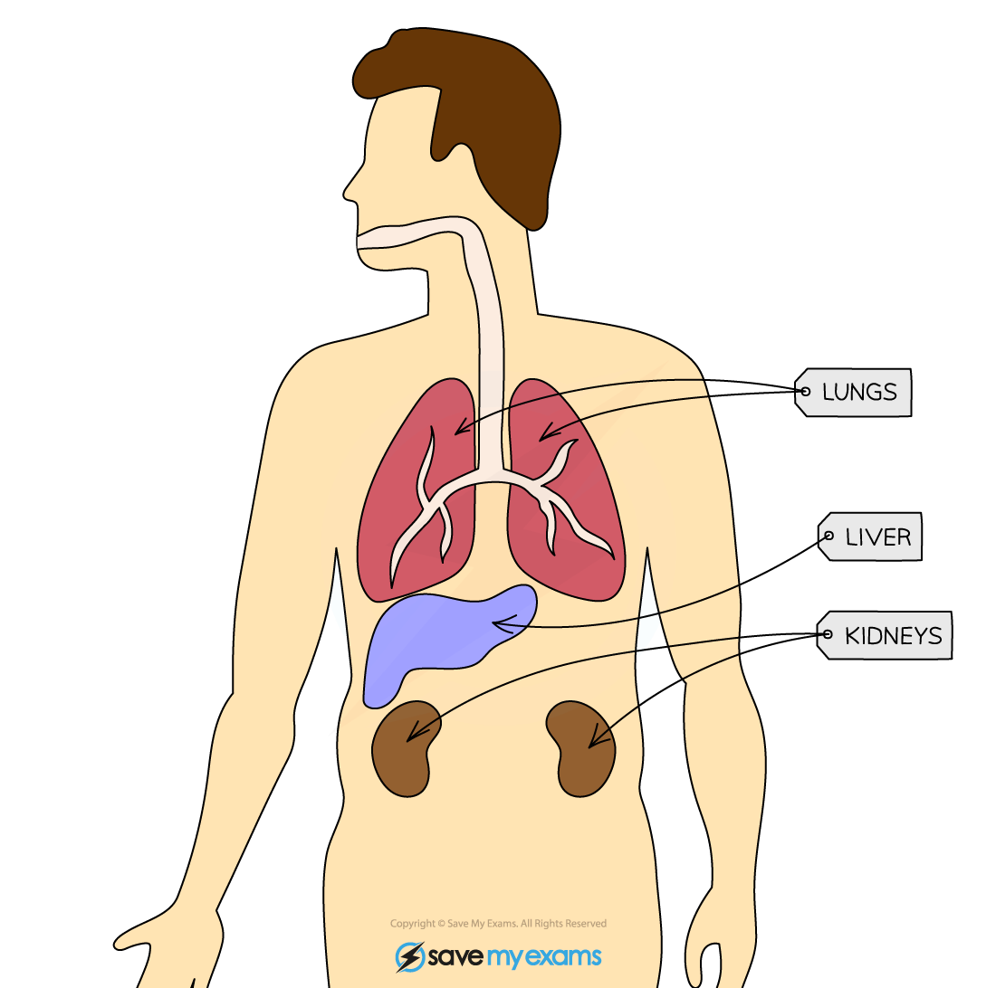 Organs involved in excretion