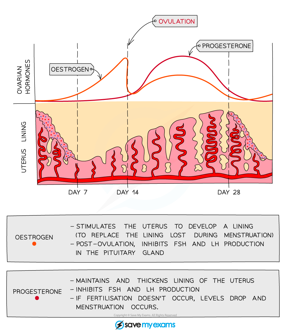 Ovarian hormones