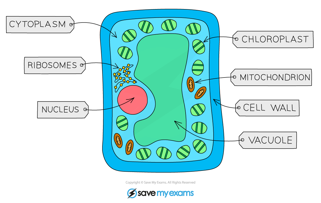 Palisade Mesophyll Cell