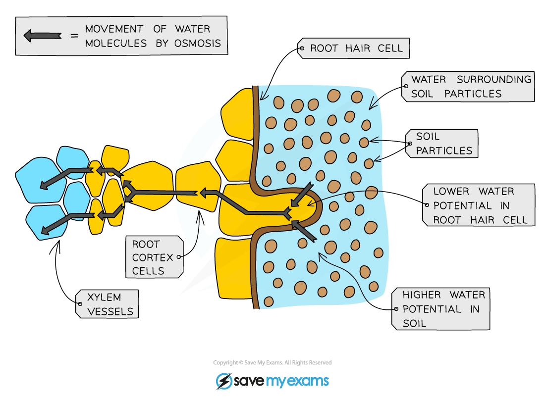 Pathway of water into and across a root