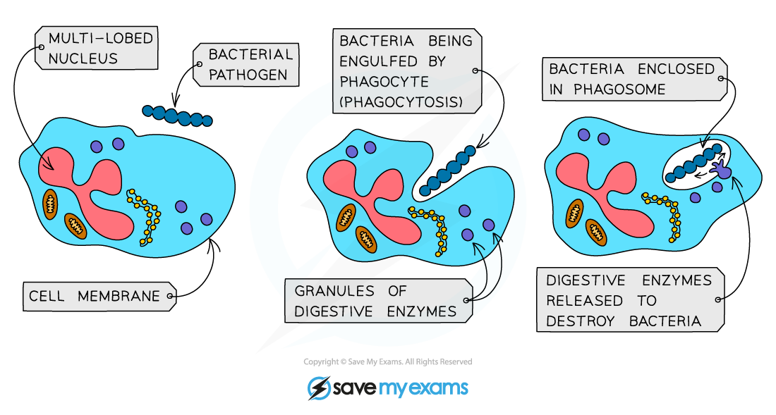Phagocytosis