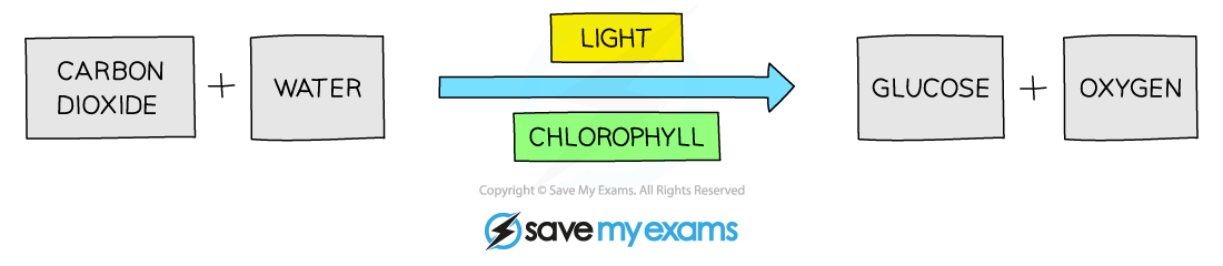 Photosynthesis word equation