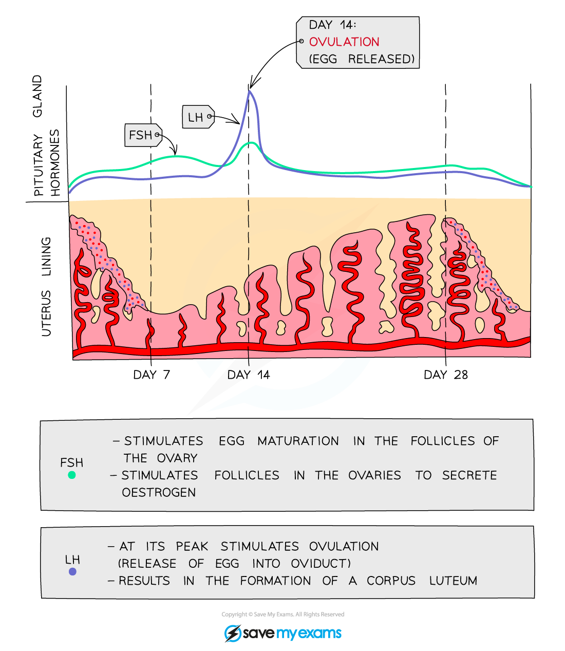 Changes in FSH and LH during the menstrual cycle