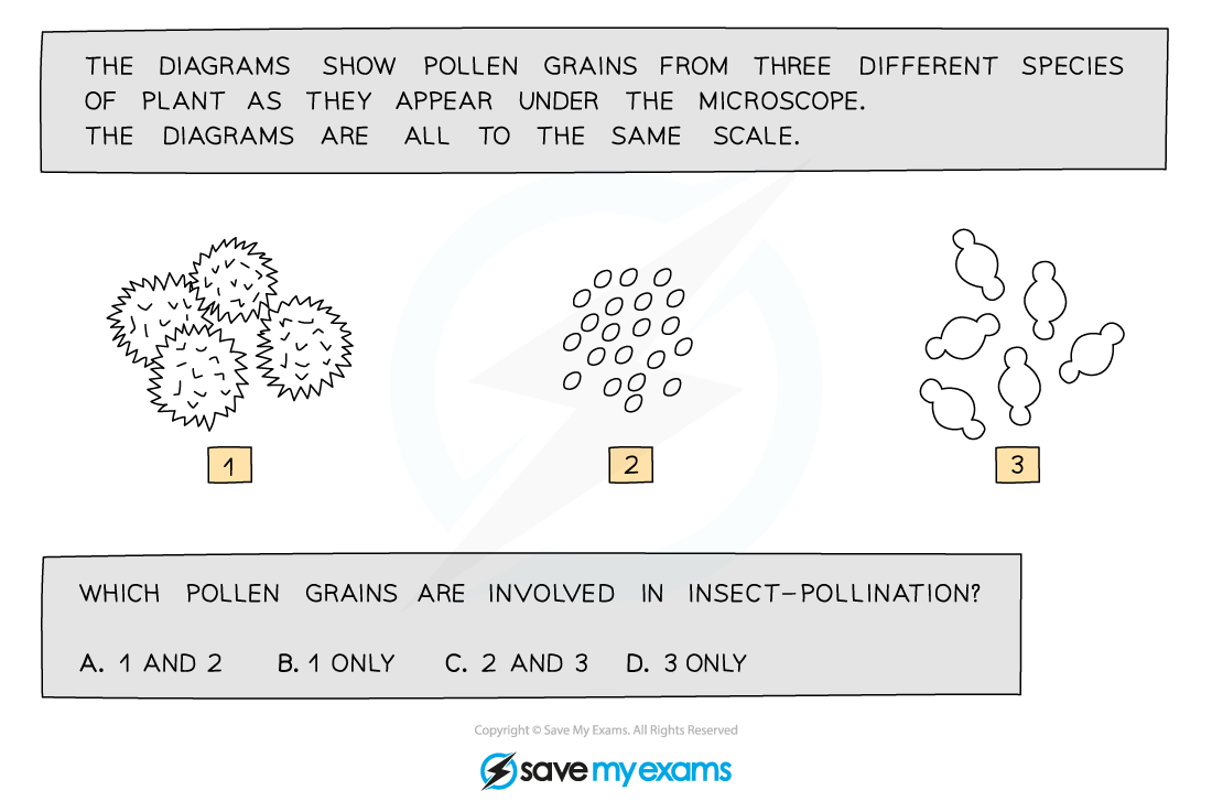 Pollen grain question, IGCSE & GCSE Biology revision notes