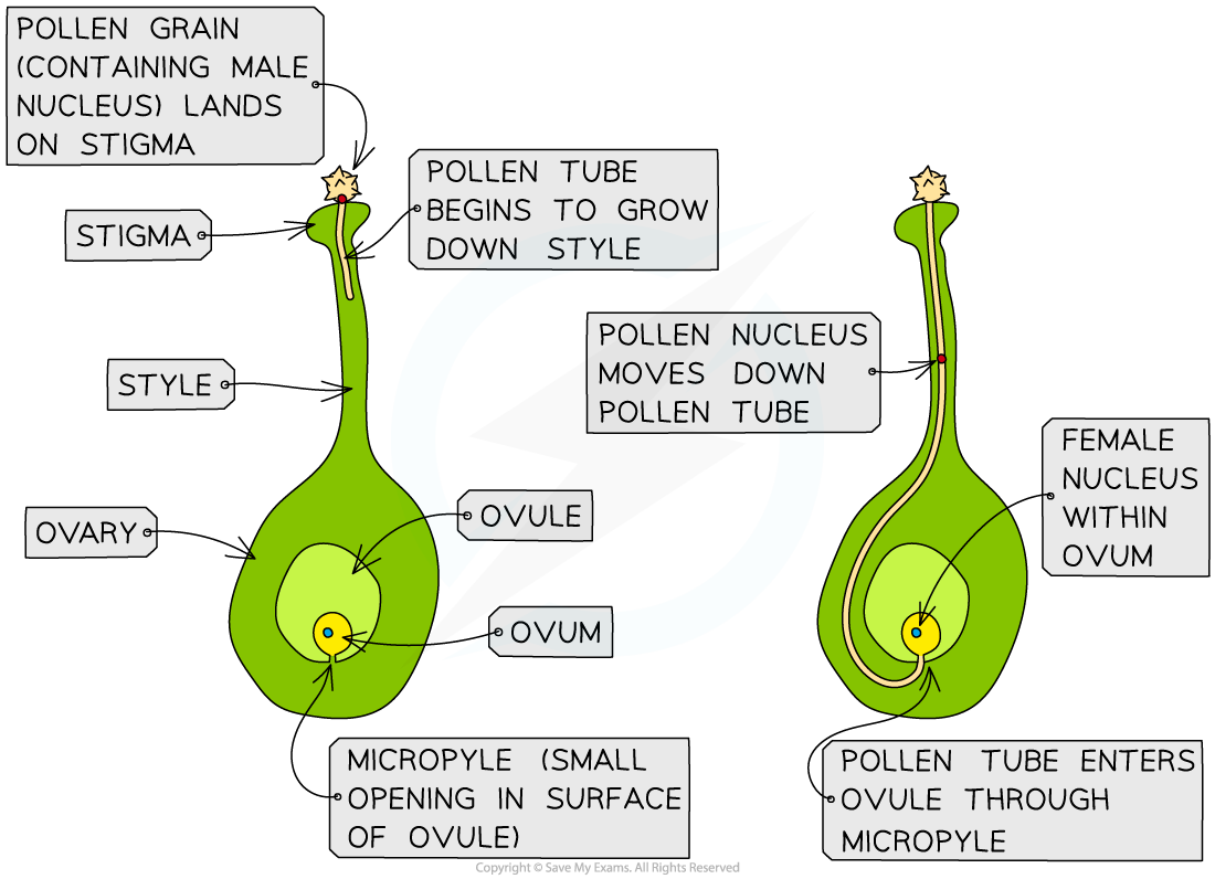 Pollen tube growth 1