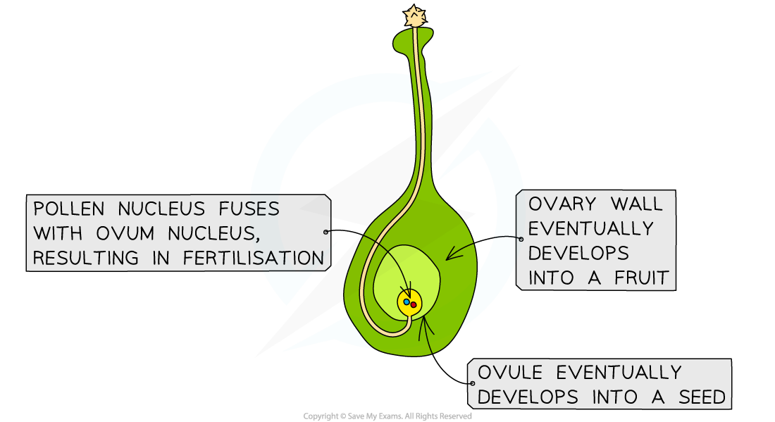 Pollen tube growth 2