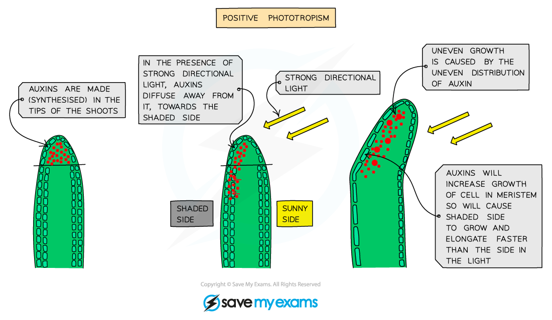 Positive-phototropism-in-plant-shoots, IGCSE & GCSE Biology revision notes