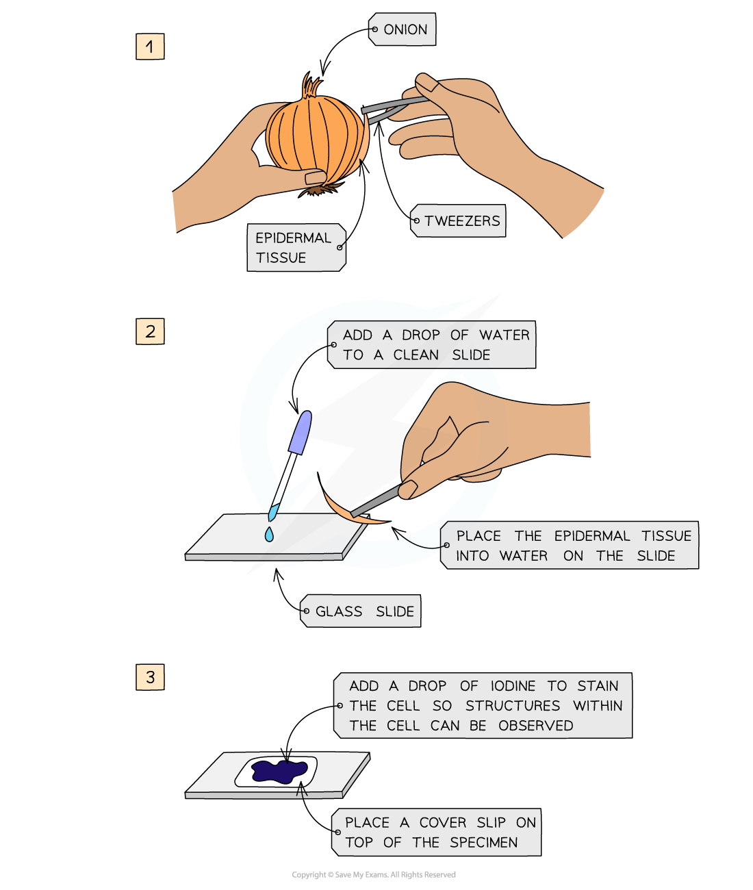 Preparing a Slide to view plant cells